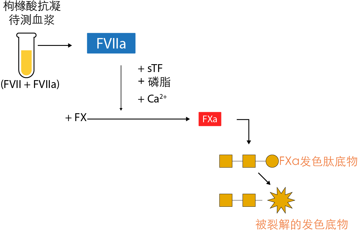 Schematic diagram of the chromogenic FVIIa assay