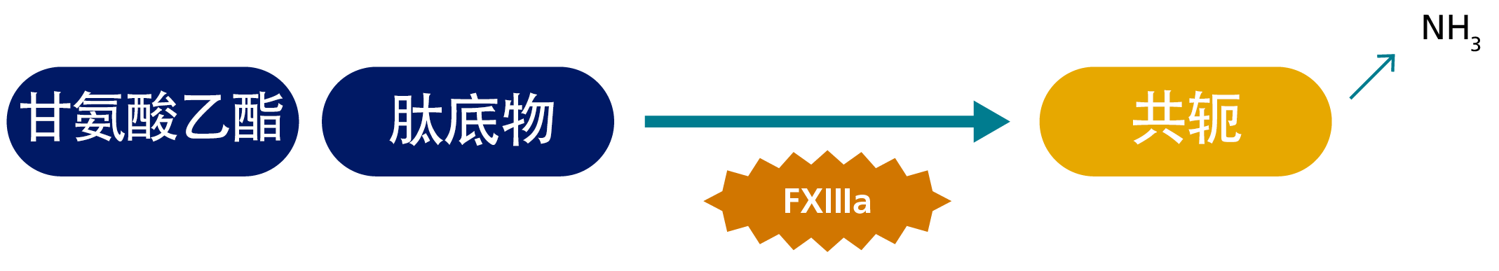 FXIII functional activity assays