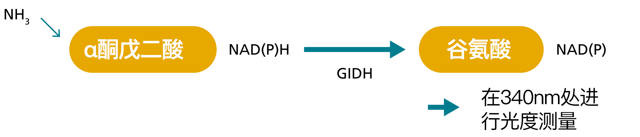 FXIII functional activity assays