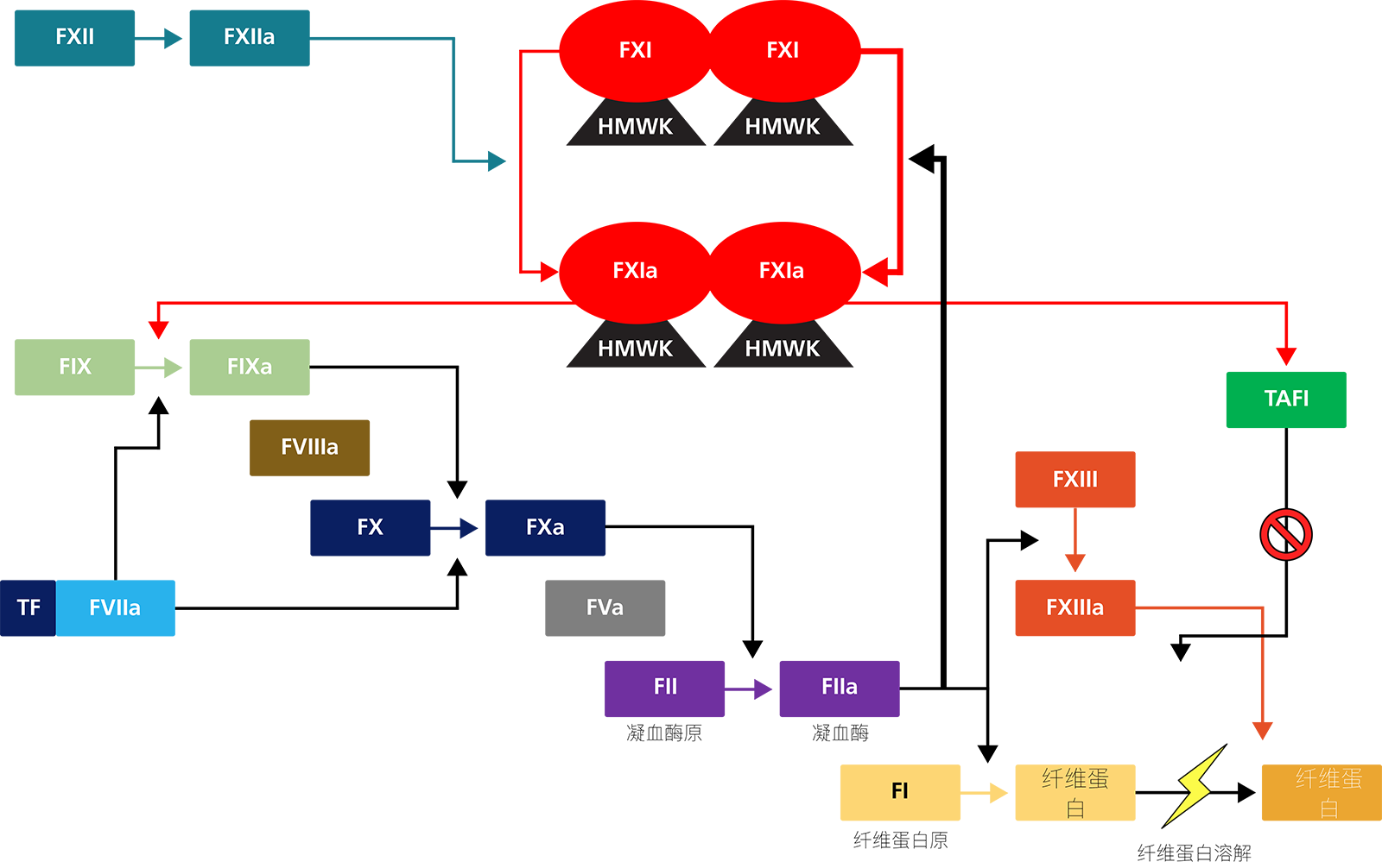 The role of FXI in haemostasis and fibrinolysis