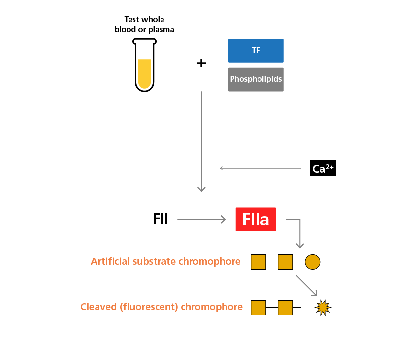 Principle behind thrombin generation assays