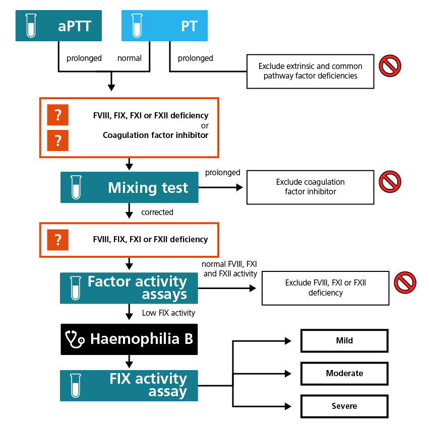 Algorithm for the laboratory diagnosis of haemophilia B