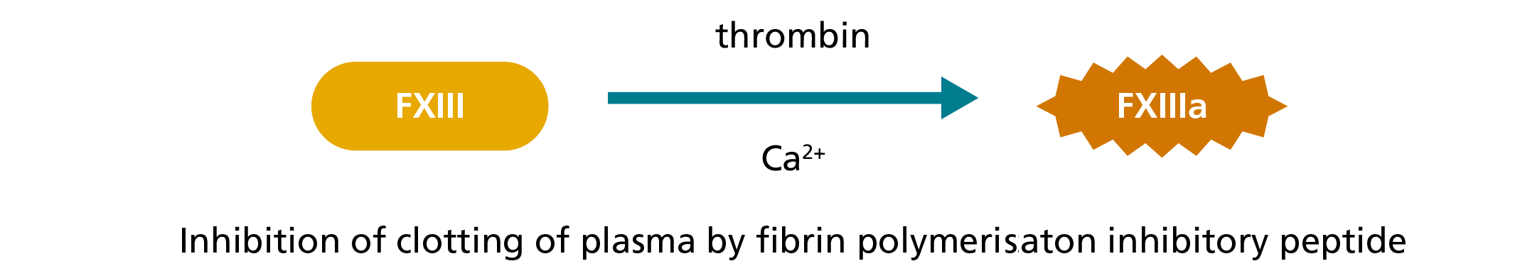 FXIII functional activity assays