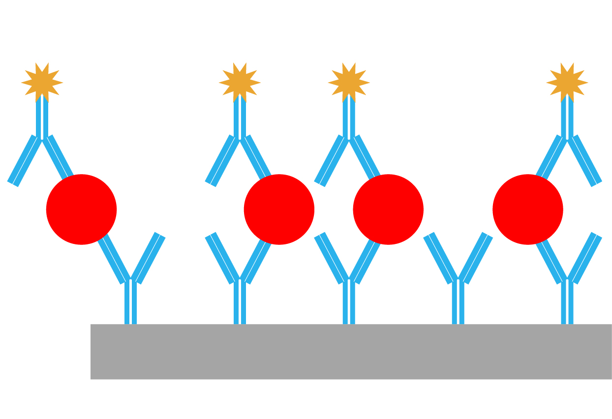 The principle behind enzyme-linked immunosorbent assays (ELISA)