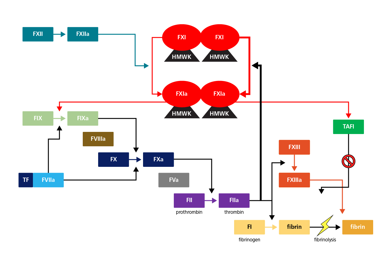 The role of FXI in haemostasis and fibrinolysis