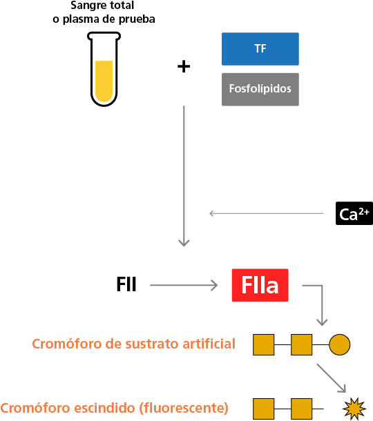 Principle behind thrombin generation assays