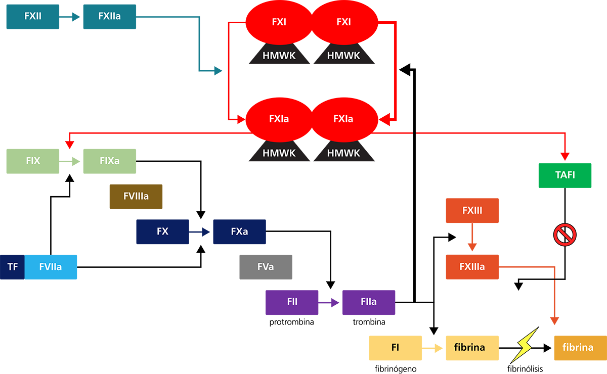 The role of FXI in haemostasis and fibrinolysis